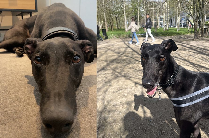 Two images of a greyhound, one lying down and one playing in the park