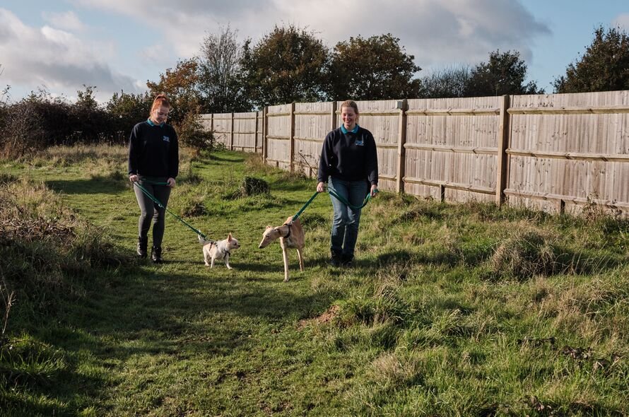 Two people each with a dog on a lead walking through a field 