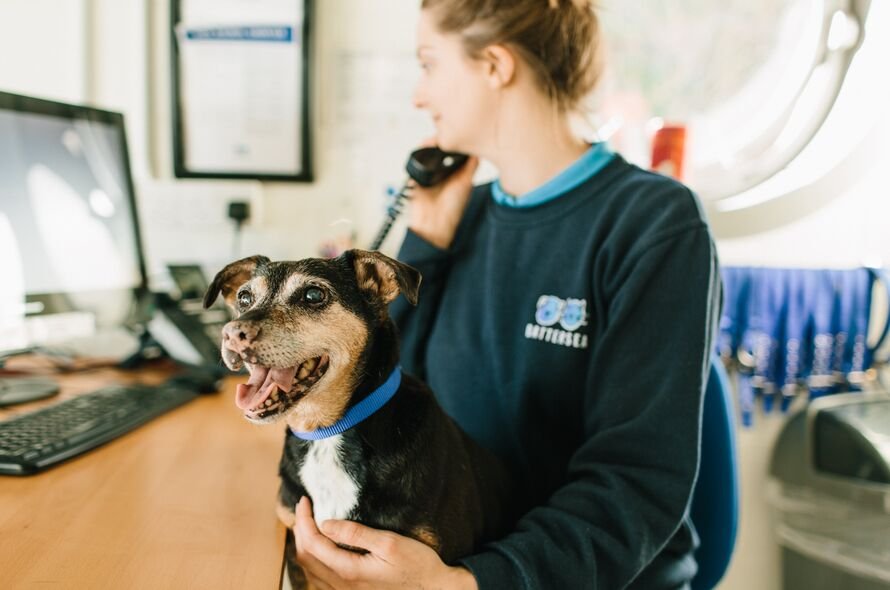 Woman wearing Battersea uniform on the phone with Battersea dog on her lap