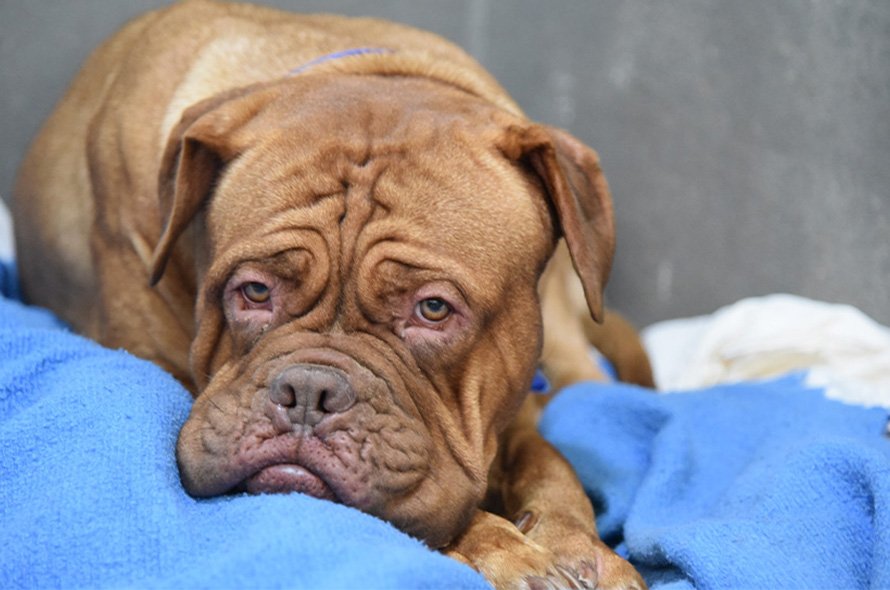 Wrinkly dog looking sad