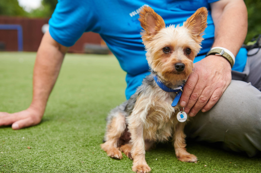 Yorkshire terrier sitting on grass and looking forward