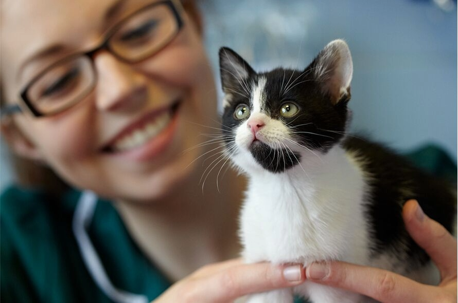 black and white kitten being stroked by smiling woman
