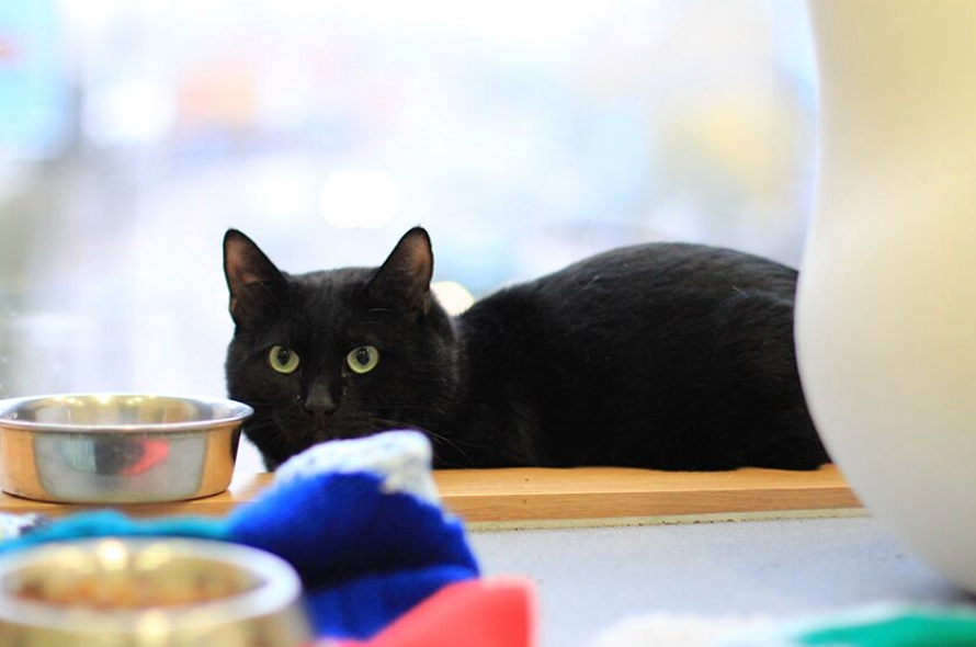 A black cat lying next to a food bowl