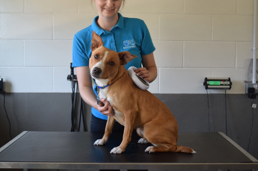 brown dog on vetinary table getting scanned for a microchip