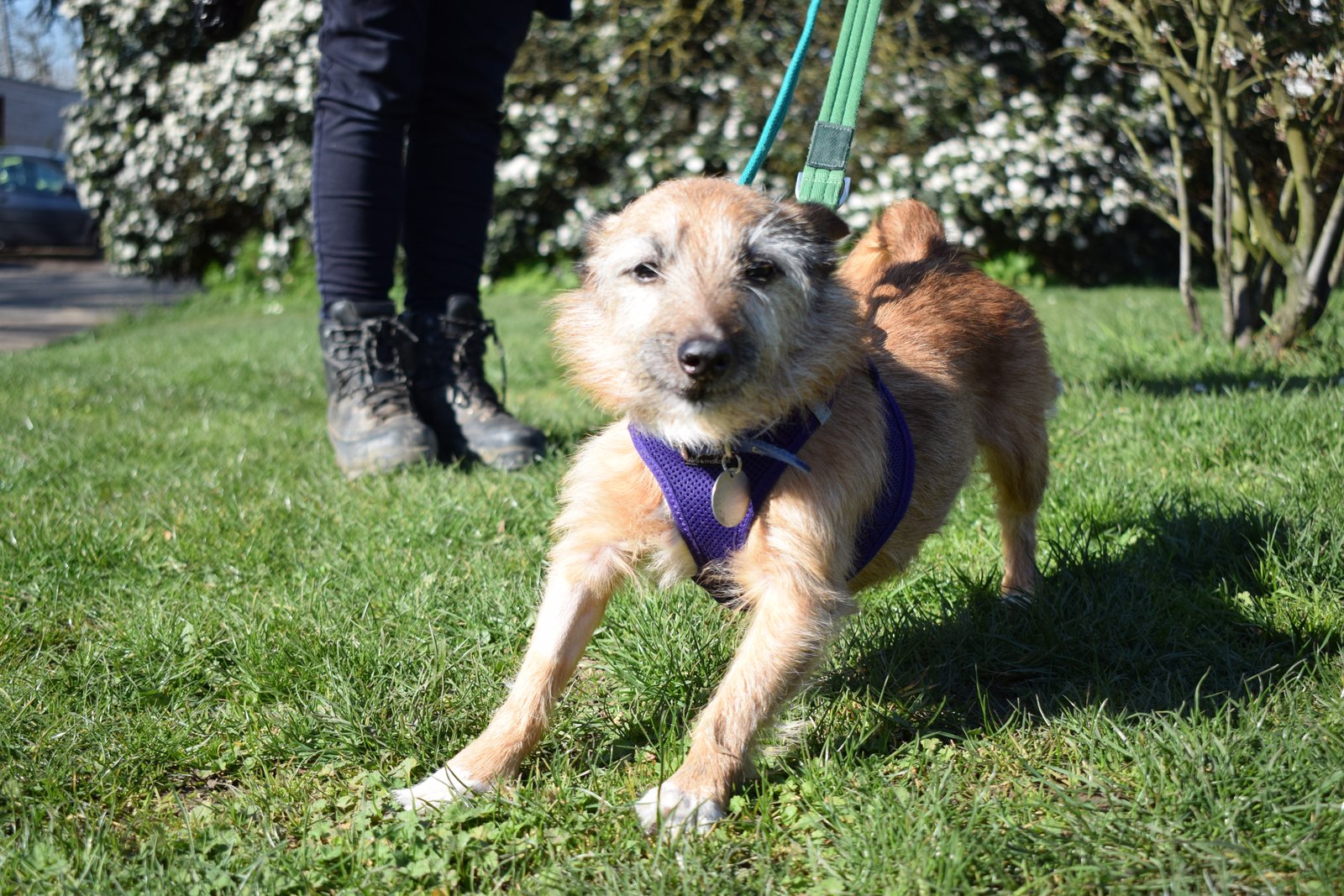 Charlie walking outside