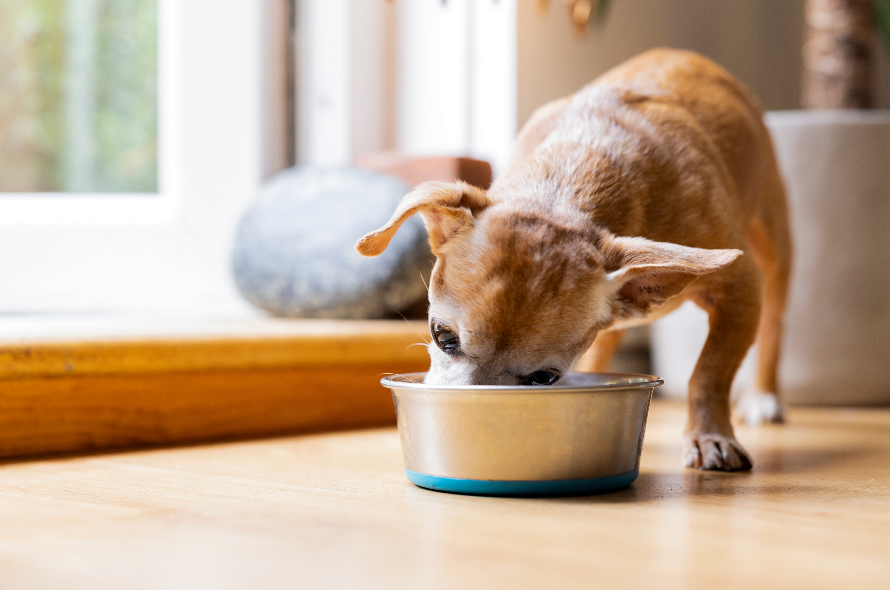 A small dog eating from a bowl