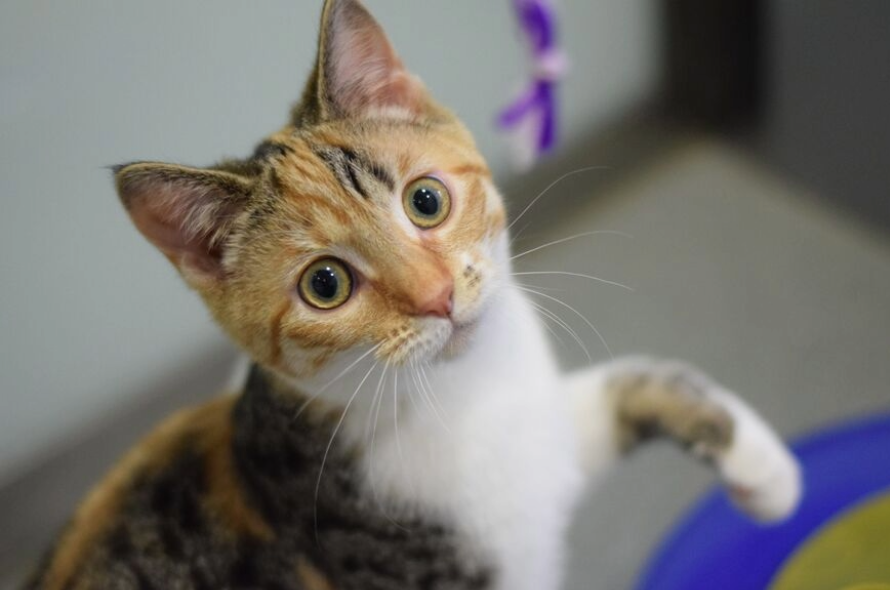 ginger and white playful cat looking up