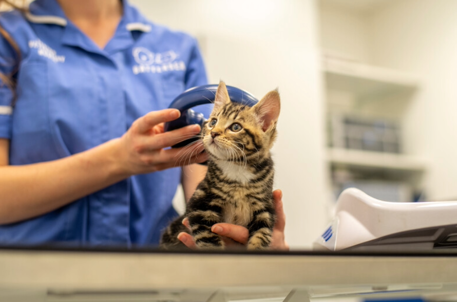 kitten being scanned for a microchip by nurse