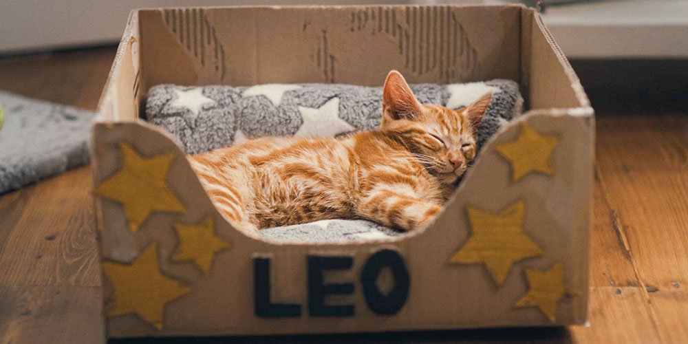 Ginger cat Leo sleeping on a starry blanket in a box that has LEO written at the front and hand-drawn stars