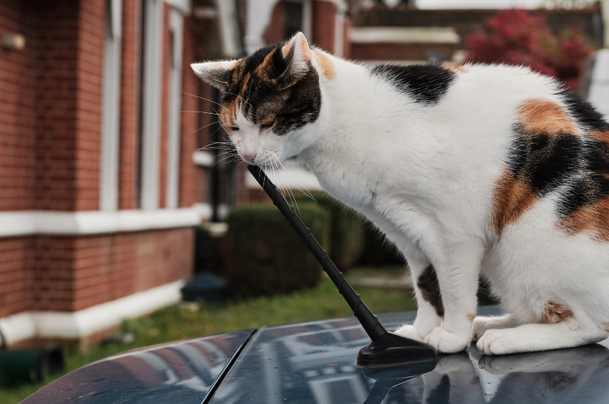 Cat sitting on top of a car