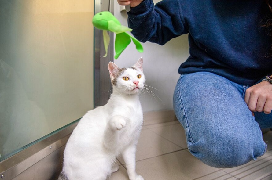 white cat playing with green toy