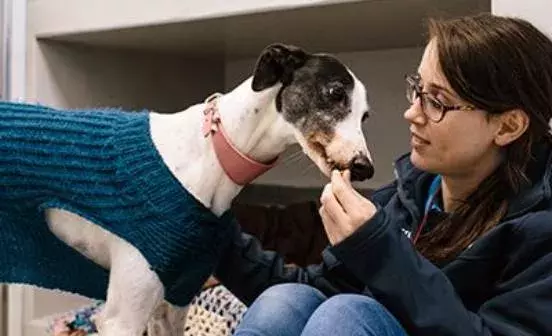 Paw Draw weekly charity lottery