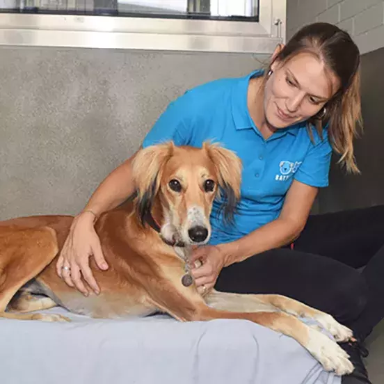 Sponsor a dog kennel