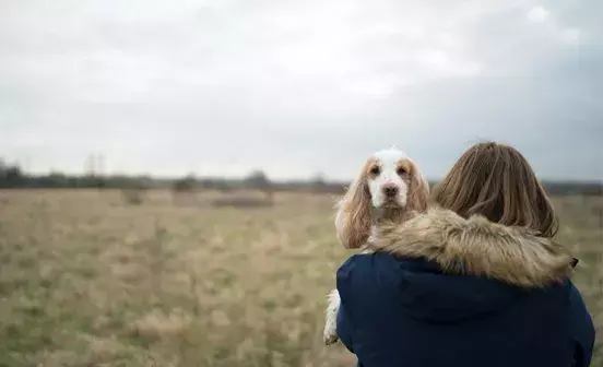 What to do if you've found a dog