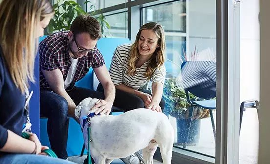 Report a lost dog or cat