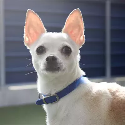 Living with a reactive dog