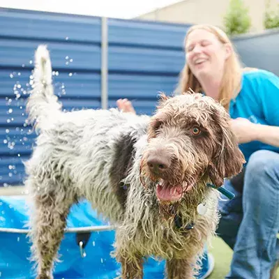 How to calm an overstimulated dog 