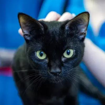 Conference attendee, Greece