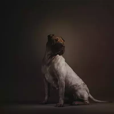 New report exposes the murky world of dog breeding