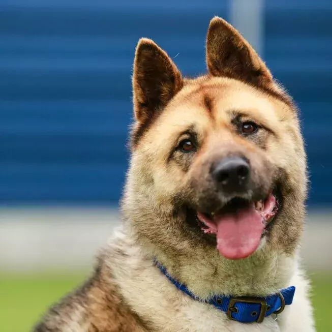 Battersea Academy attendee, Bulgaria