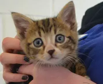 Four week old kitten dumped in a London bin