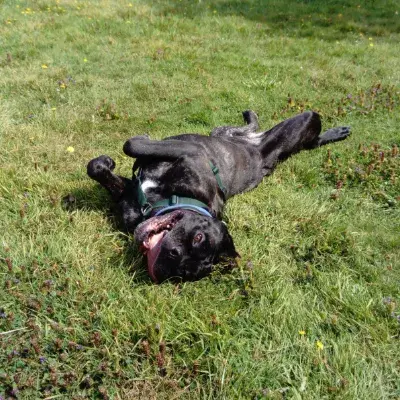 Ella the black Neapolitan Mastiff rolling on the grass