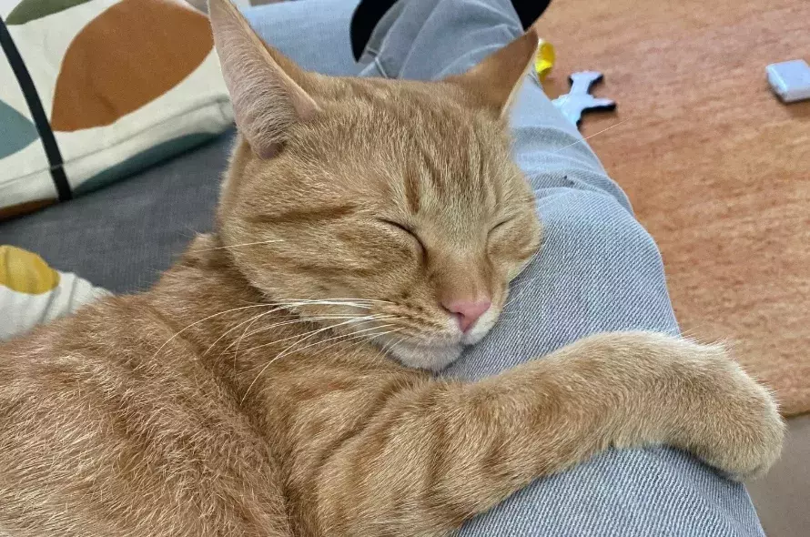 Finn the ginger cat asleep on owner's lap