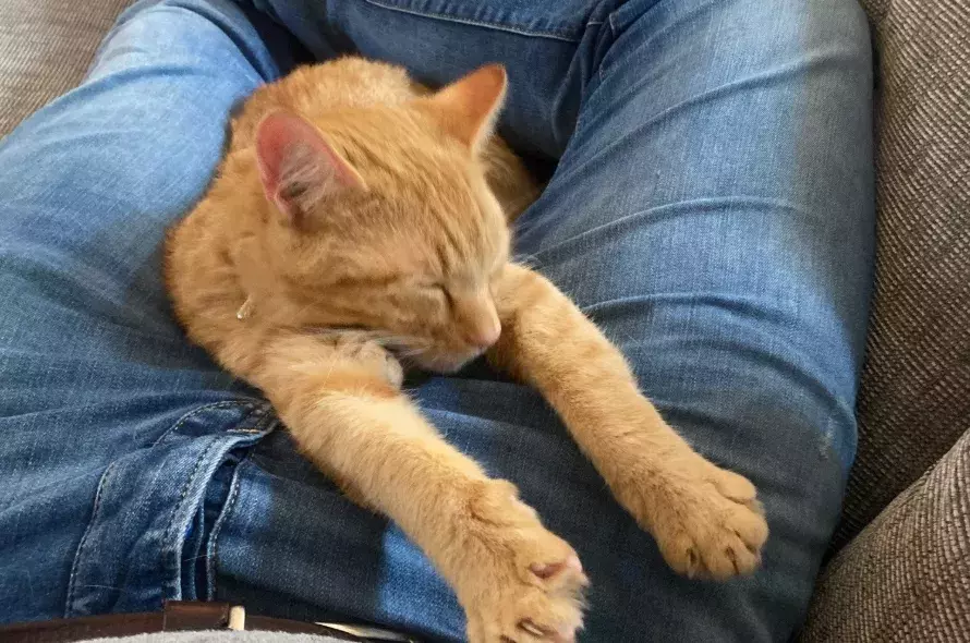 Finn the ginger cat sleeping on owner's lap