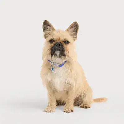 Scruffy dog sat with a grey background