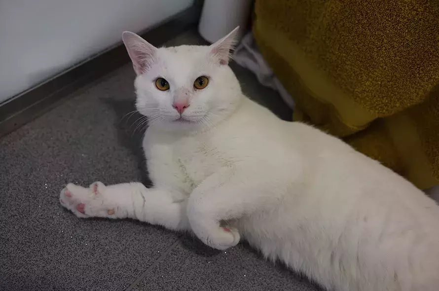 White cat laying on his side