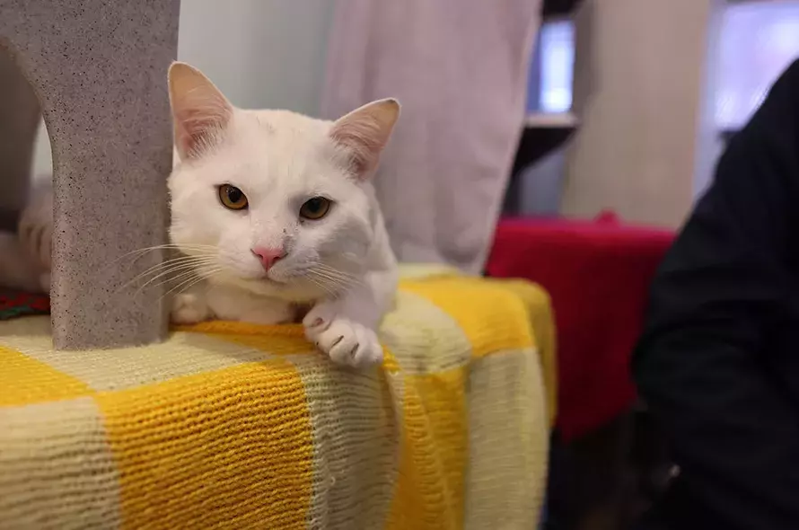 White cat laying on their front looking at the camera