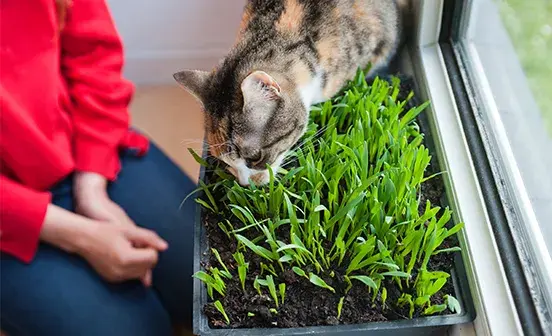 A cat sniffing grass