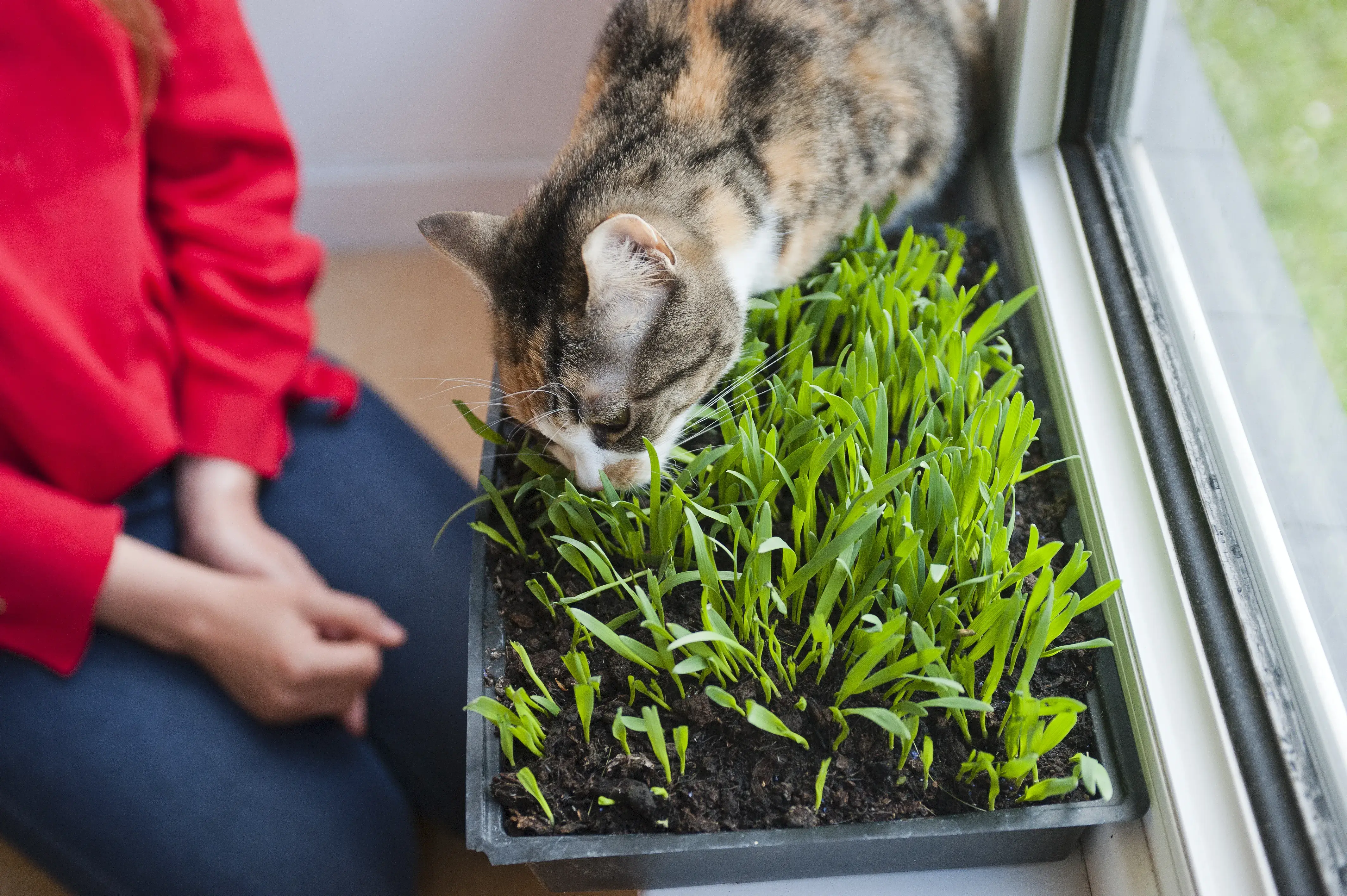 A cat sniffing grass