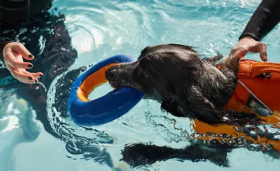 A dog swimming in a pool