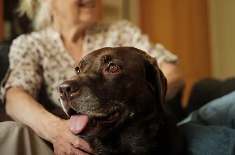 A person petting a dog