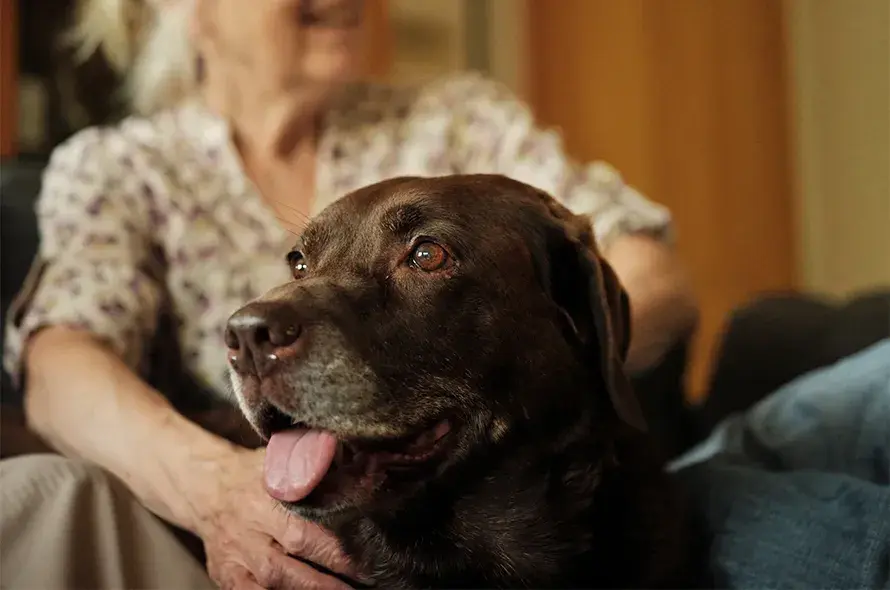 A person petting a dog