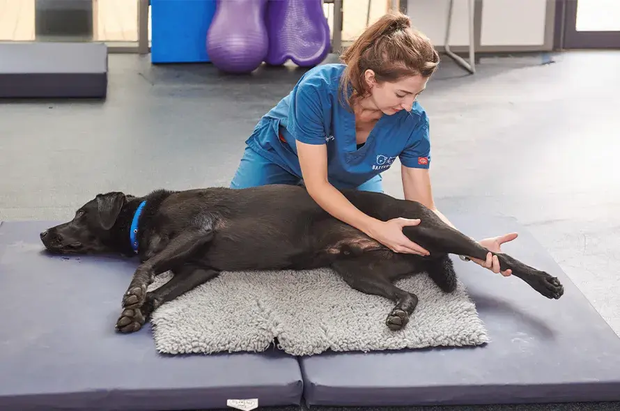 A physio checking a dogs