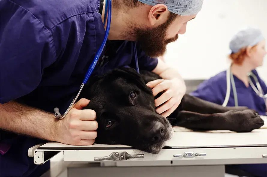 A vet holding a large dog