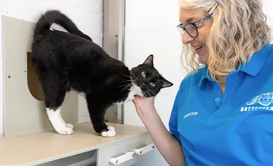 A volunteer stroking a cat in the Cattery