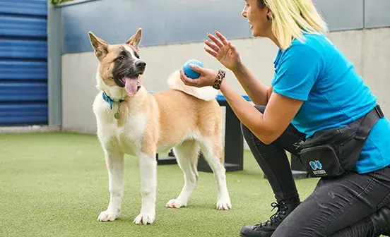 Battersea staff member playing with a dog in a paddock