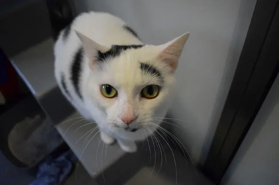 Black and white cat looking up at the camera