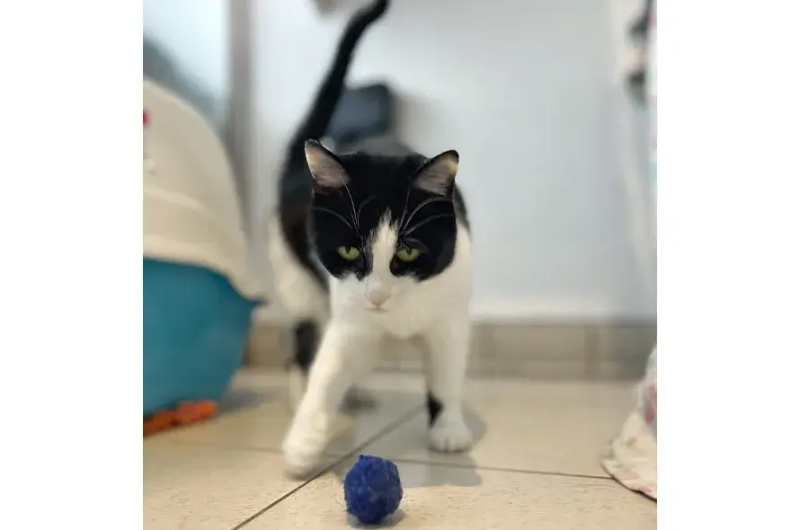 Black and white cat playing with a ball