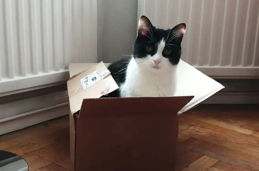 Black and white cat sat in cardboard box