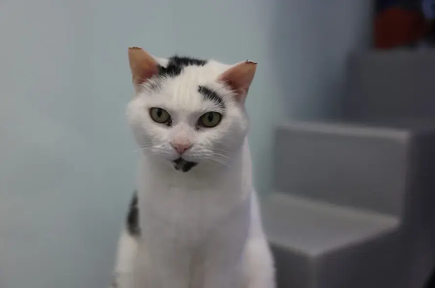 Black and white cat sat looking at the camera in cattery