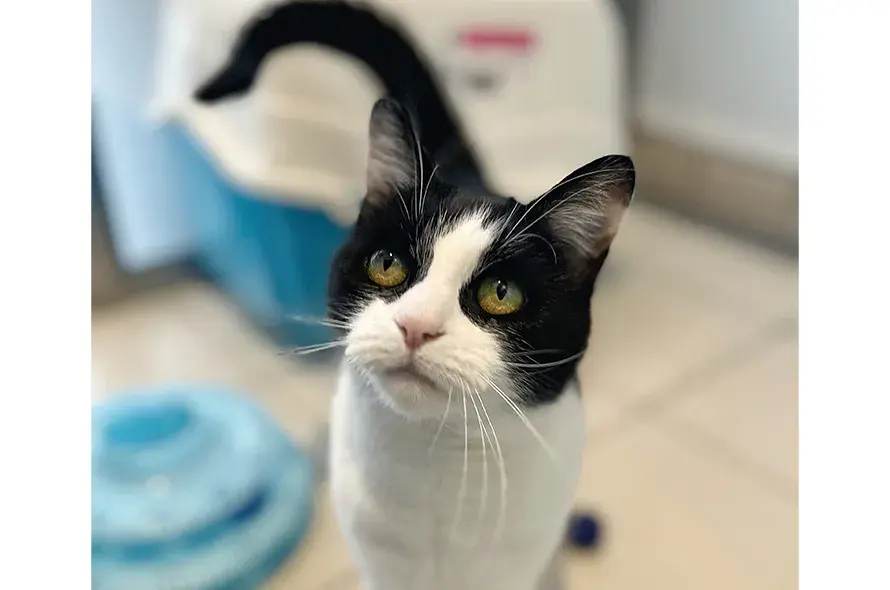 Black and white cat standing