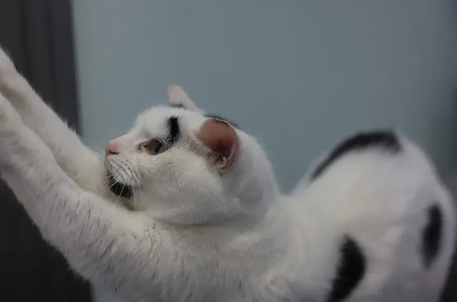 Black and white cat stretching