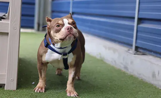Bulldog with cropped ears out in the paddock