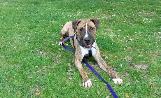 Dog laying on the grass