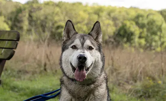 Husky sat in a field