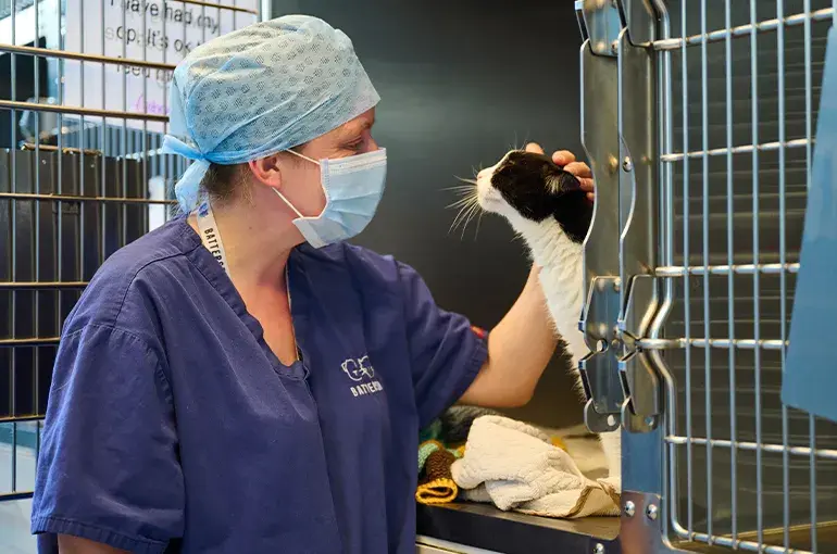 Vet staff petting a recovering cat